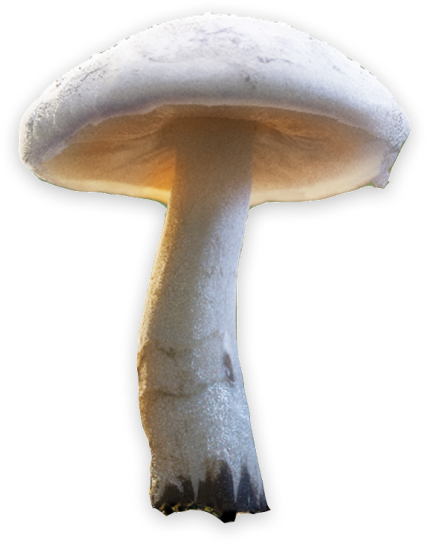 mushroom-solo