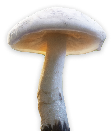 mushroom-solo